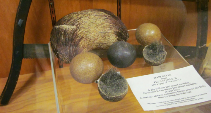 The world’s largest pig hairball