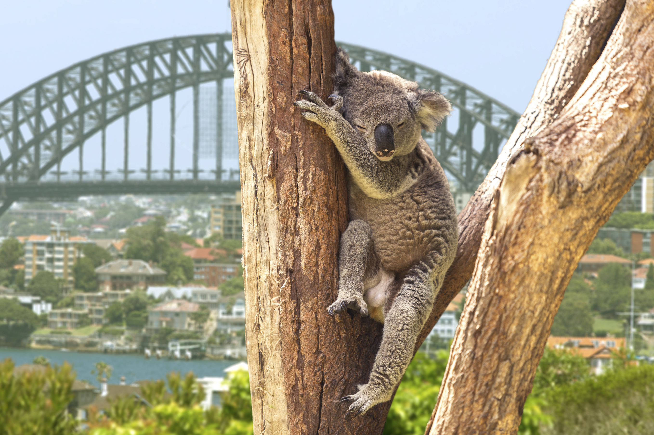 Sydney Zoo Koala encounter
