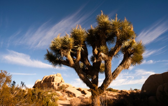Joshua Tree National Park