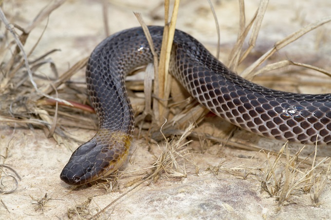 澳洲露營車自駕