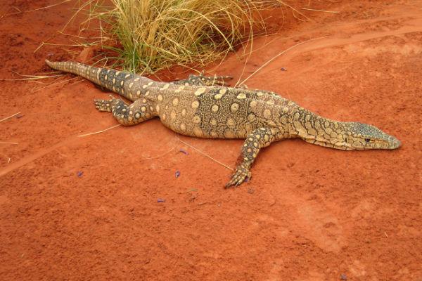 Take a trip to the Alice Springs Reptile Centre to see some of the Outback’s scalier denizens.