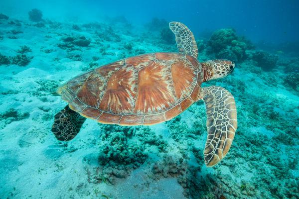 The Great Barrier Reef is teeming with life, and Cairns is a perfect place to start your Great Barrier experience.