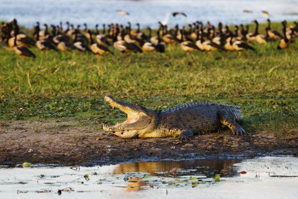 You’ll witness all kinds of monsters and miracles in Kakadu National Park - only about half a day’s drive from Darwin.