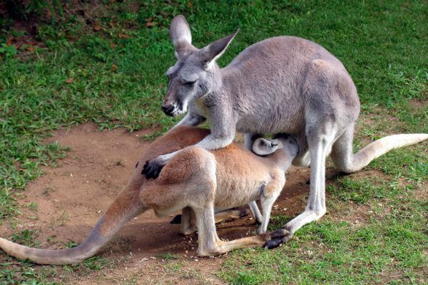 Australia Zoo, made famous by Steve Irwin, is set on the Sunshine Coast and well worth a visit.