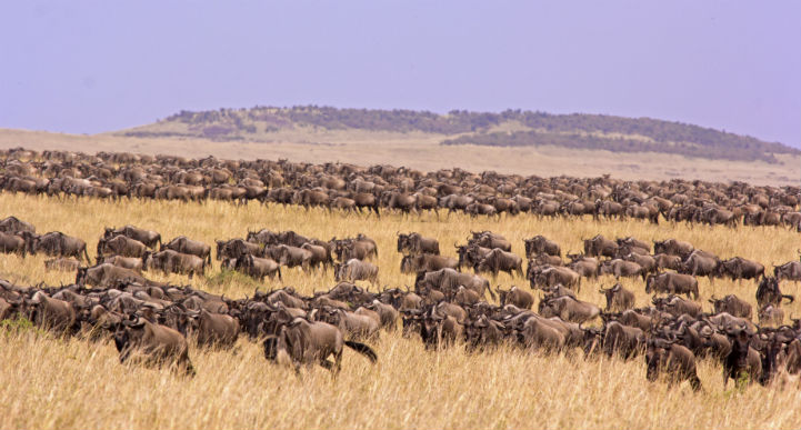 塞伦盖蒂国家公园，坦桑尼亚