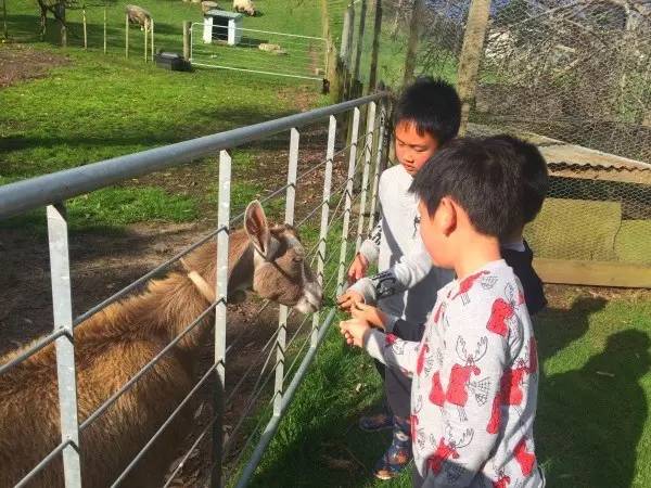 在Pukenui营地的农场与小动物接触
