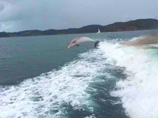 坐船观海豚一日游
