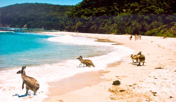 培布利沙滩Pebbly Beach