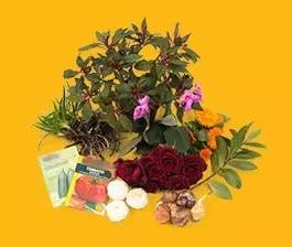 种子和植物