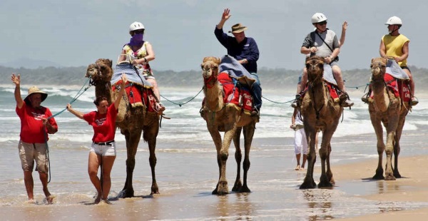 海滩上骑骆驼