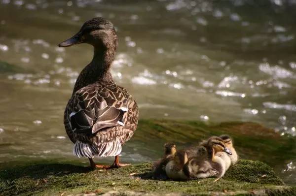 看鸭妈妈带着鸭宝宝们排排走
